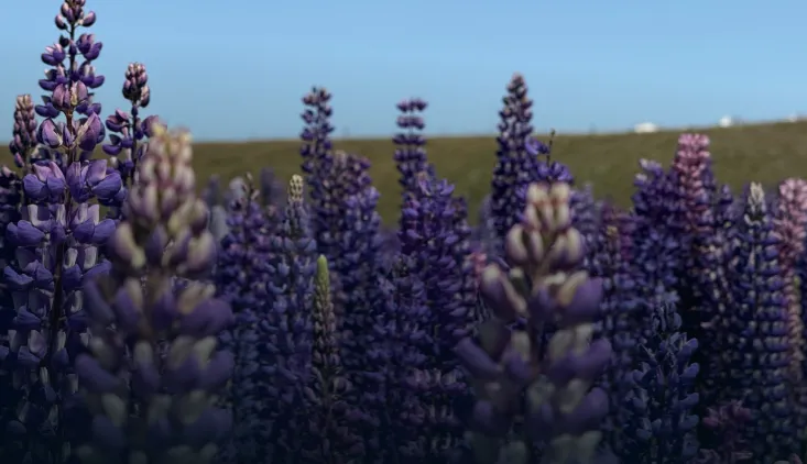 New Zealand summer travel package